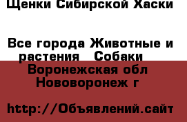 Щенки Сибирской Хаски - Все города Животные и растения » Собаки   . Воронежская обл.,Нововоронеж г.